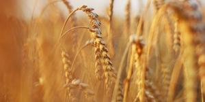 #Zboże #rolnictwo #wheat #agriculture.jpg